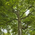 Acer palmatum - Foto 3
