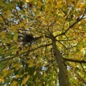 Carpinus betulus 'Pendula' - 9