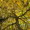 Carpinus betulus 'Pendula' - 8