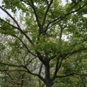 Amelanchier lamarckii - 4