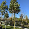 Ilex 'Nellie R. Stevens' - 7