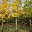 Ginkgo biloba - 2