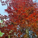 Fagus sylvatica 'Atropunicea' - Afbeelding 5