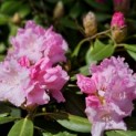 Rhododendron Yakushimanum 'Silberwolke' - Foto 8