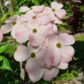 Cornus 'Stellar Pink' - Foto 5