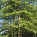 Quercus Palustris - 8