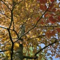 Fagus sylvatica 'Atropunicea' - 1
