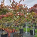 Parrotia persica - 2