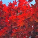 Acer palmatum 'Bloodgood' - Afbeelding 1