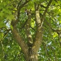 Liquidambar styraciflua - 5