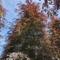 Fagus sylvatica 'Atropunicea' - Foto 4