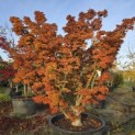 Acer palmatum 'Shishigashira' - 4