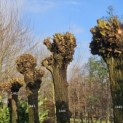 Salix Alba - 1