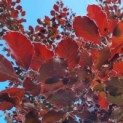 Fagus sylvatica 'Atropunicea' - Afbeelding 1