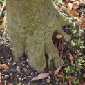 Fagus sylvatica 'Atropunicea' - 6