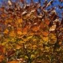 Fagus sylvatica 'Atropunicea' - 7