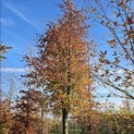 Fagus sylvatica 'Atropunicea' - november 2025