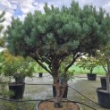 Pinus sylvestris 'Watereri' - Foto 3