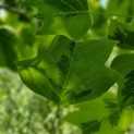Liriodendron tulipifera 'Aureomarginatum' - 1