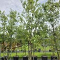 Quercus ilex - 1