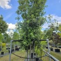 Quercus ilex - 6