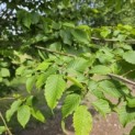 Carpinus betulus 'Frans Fontaine' - Foto 3