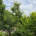 Quercus cerris 'Marmor Star' - juli 2026