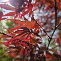 Acer palmatum 'Trompenburg' - Foto 2