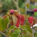 Cornus 'Rosy Teacups' - Foto 1