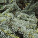 Cedrus libani 'Silberspitz' - 5