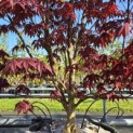 Acer palmatum 'Bloodgood' - 3