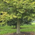 Carpinus Betulus - 1