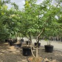 Gleditsia triacanthos ‘Sunburst' - 2