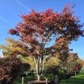 Acer palmatum 'Atropurpureum' - 1