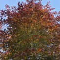 Fagus sylvatica 'Atropunicea' - Foto 2