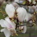 Magnolia soulangeana 'Manchu Fan' - half april 2026
