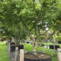 Acer palmatum - 2