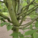 Carpinus betulus 'Frans Fontaine'   (Fastigiata) - 1