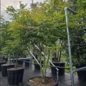 Acer palmatum 'Osakazuki - Foto 5