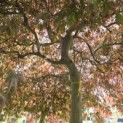 Acer palmatum 'Garnet' - 1