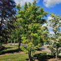 Acer Triflorum - Foto 1