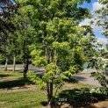 Acer Triflorum - Foto 2
