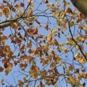 Platanus hispanica - 6