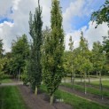Fagus sylvatica 'Dawyck Gold' - 1