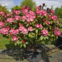 Rhododendron Yakushimanum'Marlis' - Foto 3