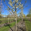 Prunus serrulata 'Shirotae' - Foto 3