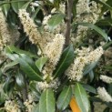Prunus laur. Caucasica - Foto 4