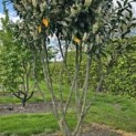 Prunus laur. Caucasica - Foto 3