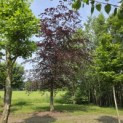 Fagus sylvatica 'Atropunicea' - 6