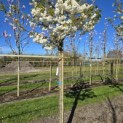 Prunus serrulata 'Shirotae' - Foto 8